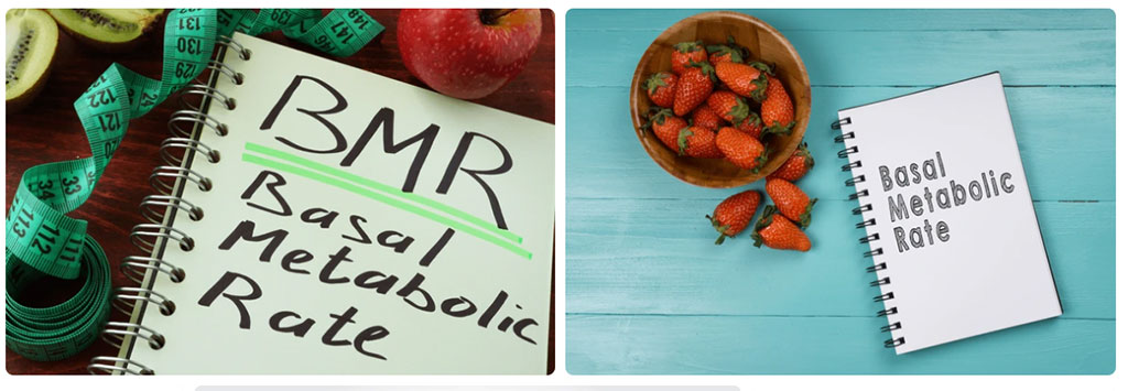 Read more about the article Best Basal Metabolic Rate Calculator: How To Use BMR To Dial In Your Nutrition